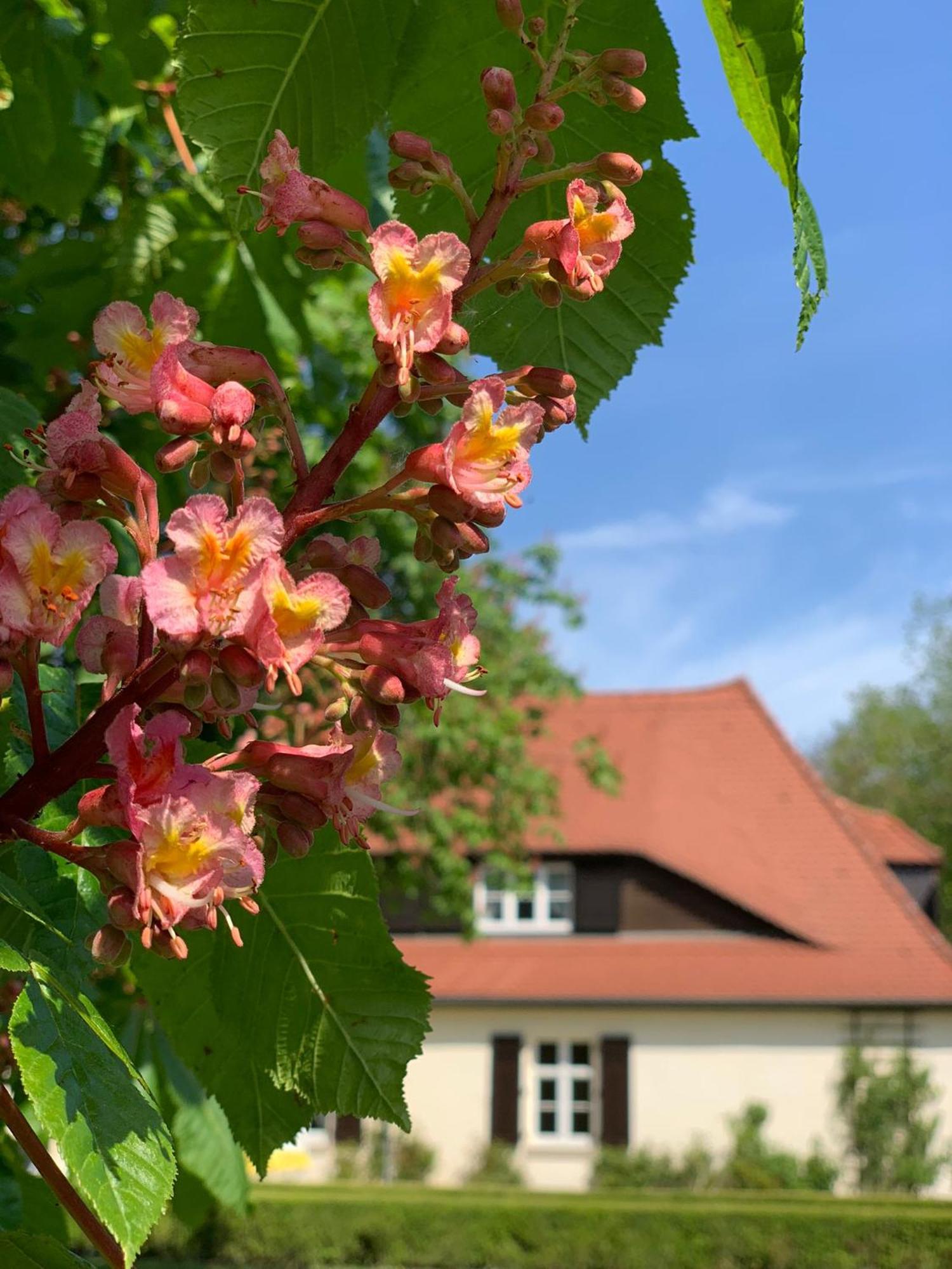 Landhaus Saaleck Naumburg  Zewnętrze zdjęcie